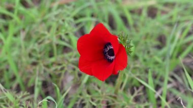 A beautiful bright red poppy sways in the wind at a leisure park in Netanya in Israel. wild flowers.