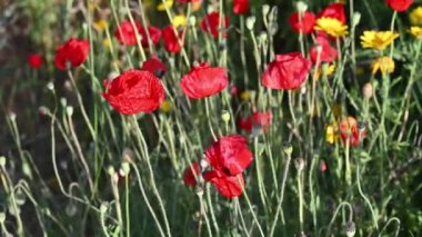 Red poppy flowers in the wild close-up sway in the wind. Screensaver.