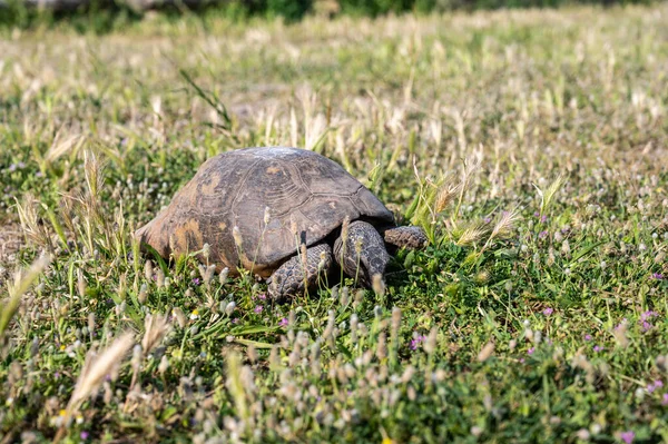 Small Sulcata Tortoise African Spurred Tortoise Walking Green Grass Close — ストック写真