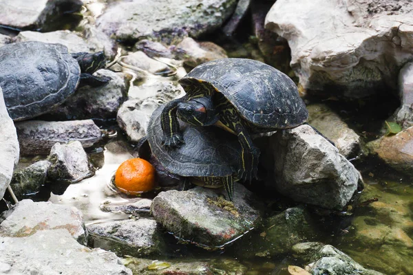 Turtle Island National Garden Athens Rocks Water One Turtle Climbed — 스톡 사진