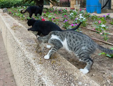 Arazide aç kedi sürüsü kuru yiyecekler yiyor. Güneşli bir gün.