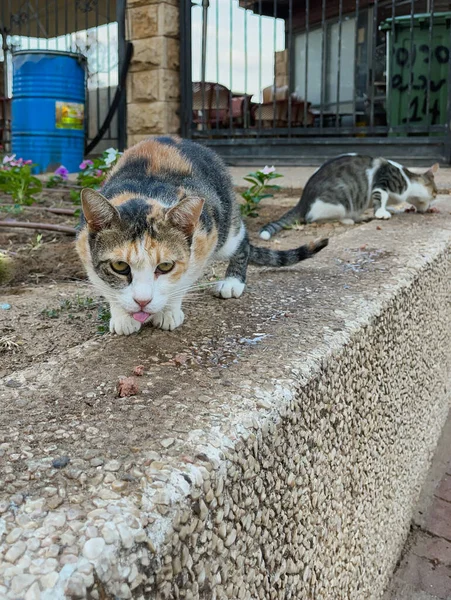 Banda Głodnych Kotów Nasypie Jedzących Suche Jedzenie Słoneczny Dzień — Zdjęcie stockowe