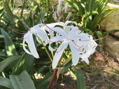 Beyaz zambak pelerini, Crinum zambağı, koyu arkaplan. Crinum asiaticum, Dev Crinum Lily Örümcek Lily. güneşli bir gün