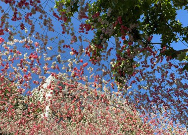 Pembe ve kırmızı çiçekler cadde boyunca uzanan bir ağa bağlıdır. Güneşli bir gün. Manzara.