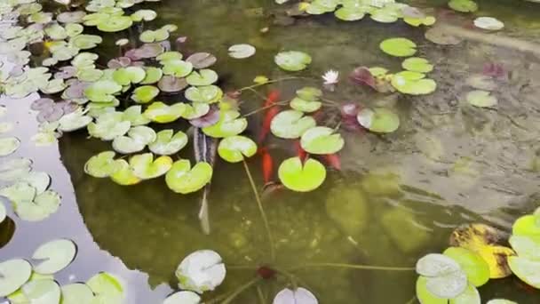 装饰的鲤鱼在人工池塘里的睡莲之间游动 后续行动 — 图库视频影像