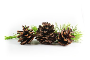 çam kozalakları ve şube