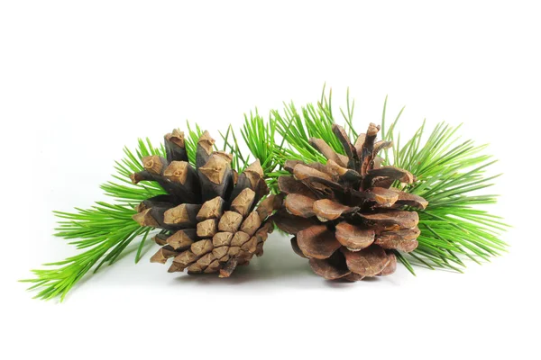 Pine cones and branch — Stock Photo, Image