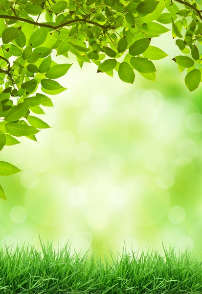 Fresh Leaves — Stock Photo, Image