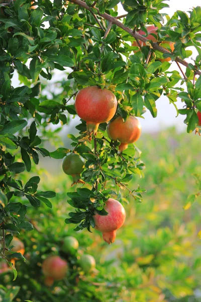 Rijp kleurrijke granaatappel fruit op de vertakking van de beslissingsstructuur. het gebladerte op de achtergrond — Stockfoto