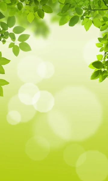 Fresh Leaves — Stock Photo, Image