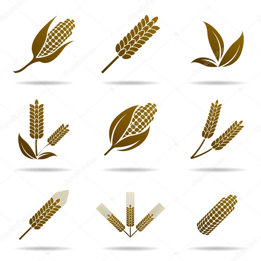 Wheat and rye. Elements for design. Icon set.