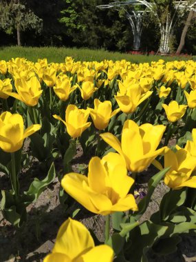 Güzel sarı laleleri olan bahar doğası.