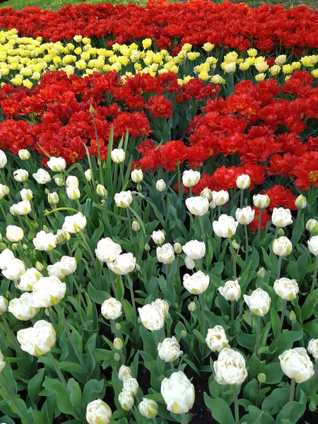 Frühling Natur Hintergrund mit schönen gelben, weißen und roten Tulpen — Stockfoto