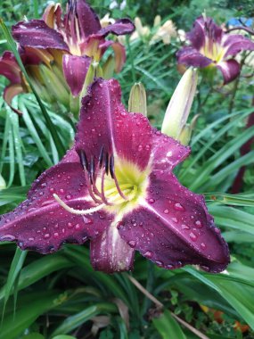 Beautiful dark purple-pink flower of the daylily Hemerocallis close-up on the background of garden plants. clipart
