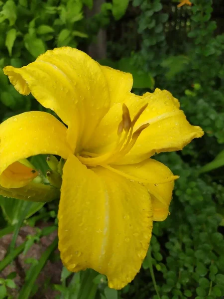 Amanecer amarillo flores o Hemerocallis. Atardeceres sobre hojas verdes de fondo. Camas de flores con flores en el jardín. —  Fotos de Stock