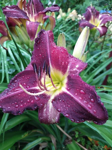 Schöne dunkelviolett-rosa Blüte der Taglilie Hemerocallis in Nahaufnahme auf dem Hintergrund von Gartenpflanzen. — Stockfoto