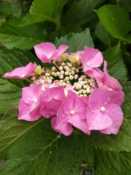 Большой Глубокий Розовый Цветок Гортензии Цветет Летом — стоковое фото