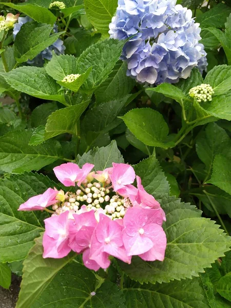 Büyük Pembe Ortanca Çiçekleri Yaz Çiçekleri Açar — Stok fotoğraf