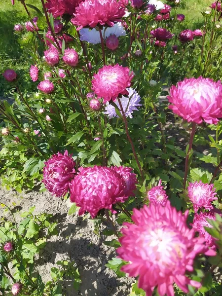 Őszi Rózsaszín Pirítós Zöld Virágok Háttér Üdvözlőlap Másolási Hellyel — Stock Fotó