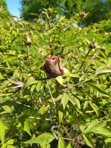 とても美しい開花樹牡丹牡丹牡丹ブッシュの牡丹 — ストック写真