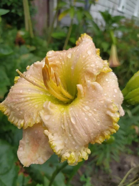 Luxus Taglilie Garten Die Taglilie Ist Eine Blühende Pflanze Der — Stockfoto