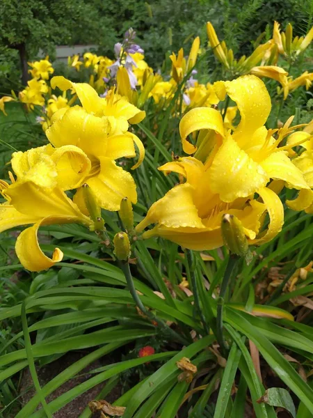 Gelbe Taglilien Blüten Oder Hemerocallis Taglilien Auf Grünem Laub Hintergrund — Stockfoto