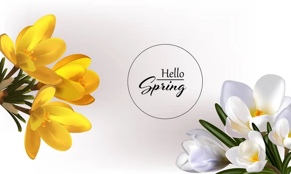 Spring yellow and white crocuses, a bouquet of spring flowers on a gray background — Image vectorielle