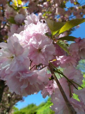 Güzel sakura çiçeği. Yumuşak bir bahar filmi. Güzel pembe arka plan. Kiraz ağaçlarının dallarında çiçek açan bir sürü pembe çiçek. Güzel bahar sakurası..