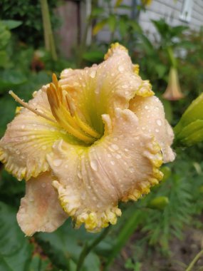Bahçede güpegündüz lüks çiçekler. Gündüzleri Hemerocallis cinsinde çiçek açan bir bitkidir. Yenilebilir çiçek. Zambaklar çok yıllık bitkilerdir..