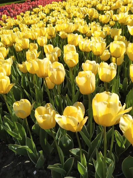 Frühling Natur Hintergrund mit schönen gelben Tulpen — Stockfoto