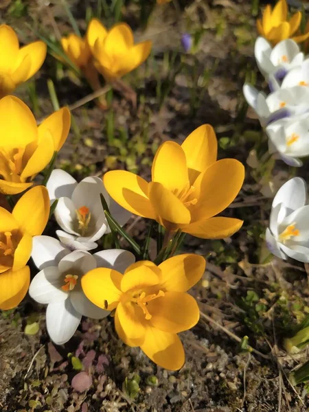 Весенние первоцветы. Цветущие крокусы. Крокусы как символ весны. Цветущие желтый и белый крокус. — стоковое фото