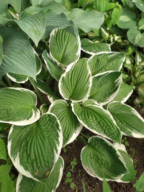 Bahçesinde çizgili taze yaprakları olan daimi ev sahibi çalılar.