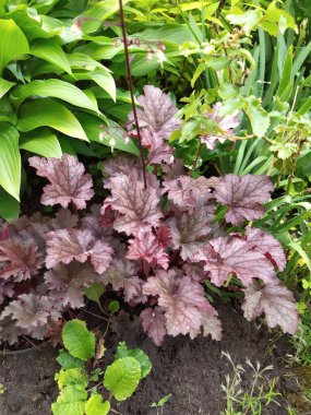 Ebedi gayhera çalısı. Bahçede koyu yapraklı dekor var.