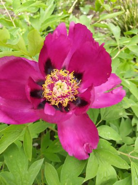 Bahçedeki yaprakların arka planına karşı açık pembe bir çiçeğin parlak rengi.