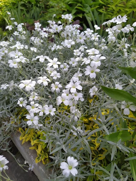 Sníh Létě Cerastium Tomentosum Bílý Květ Světle Zeleným Listím Kámen — Stock fotografie