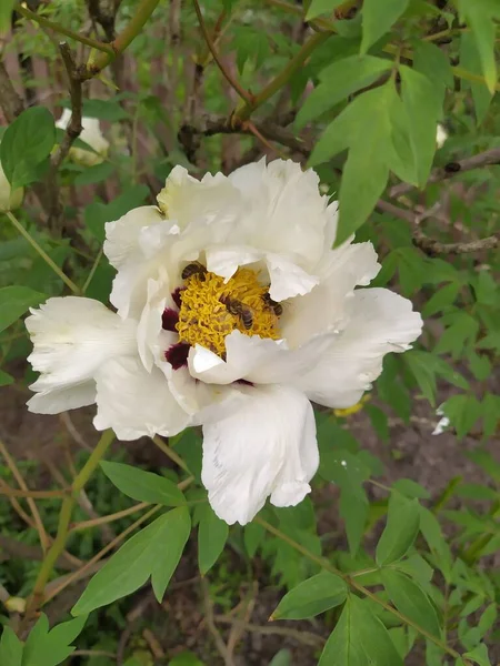 Яркие Лепестки Белого Цветка Пиона Дерева Фоне Листьев Саду — стоковое фото