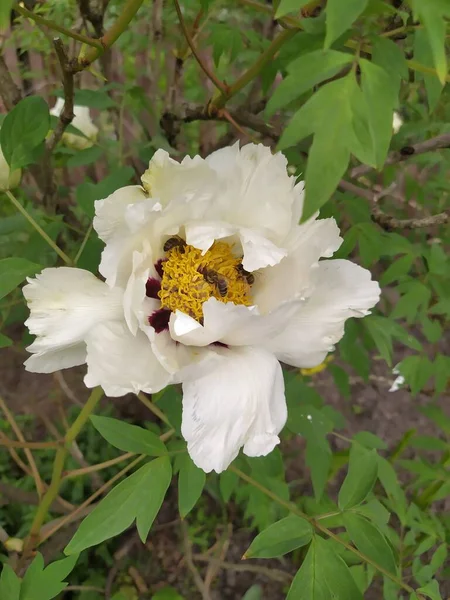 Los Pétalos Brillantes Color Flor Blanca Peonía Del Árbol Sobre —  Fotos de Stock