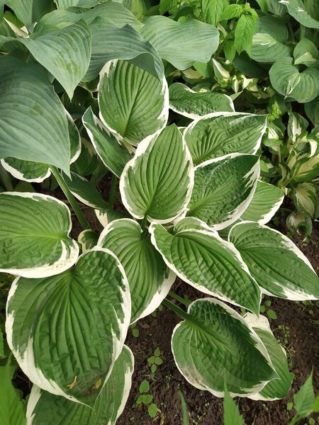 Perennial hosta bush with striped fresh leaves in the garden