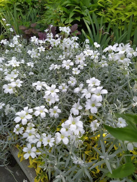 Neve Verão Cerastium Tomentosum Flor Branca Com Luz Verde Deixar — Fotografia de Stock