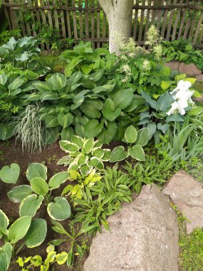 Bahçesinde yeşil-sarı yaprakları olan bir grup süs eşyası, sarı kenarlı yeşil hosta yaprakları.,