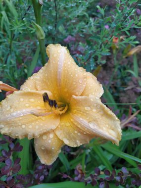 Bahçede güpegündüz lüks çiçekler. Gündüzleri Hemerocallis cinsinde çiçek açan bir bitkidir. Yenilebilir çiçek. Zambaklar uzun ömürlü bitkilerdir. Sadece 24 saat çiçek açarlar..