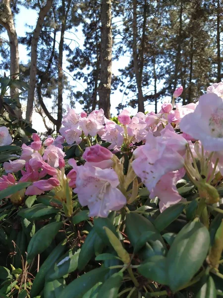 Schöne Weiß Rosa Rhododendron Knospen Öffnen Sich Frühling — Stockfoto