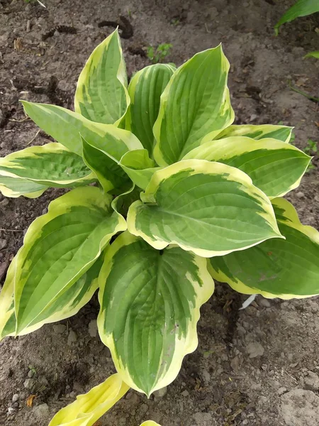 Perennial Hosta Bush Veins Yellow Green Oblong Leaves — Stock Photo, Image