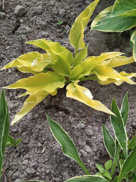 Daun Muda Dari Tanaman Kebun Abadi Hosta Dengan Dedaunan Kuning — Stok Foto