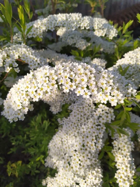 Bílé Květy Spirei Pozadí Zeleného Listí Okrasný Keř Zahradě — Stock fotografie