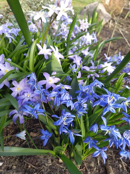 Blue Flowers Spring Blooming Scilla Collected Inflorescences Background Green Leaves — стоковое фото