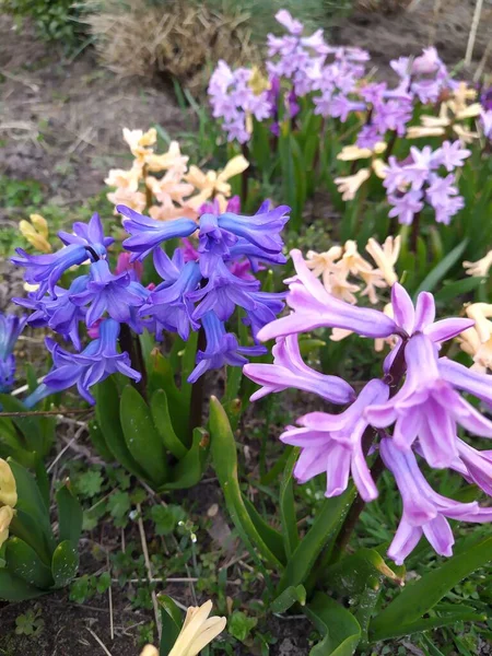 Flowering Colorful Hyacinths Planted Group Bulbous Spring Flowers Garden — стоковое фото