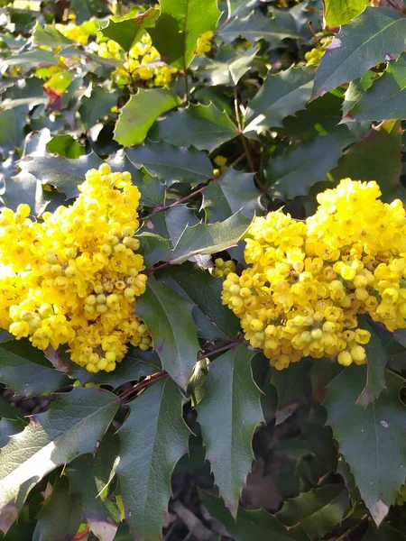 Yellow Flowers Mahonia Holly Background Green Foliage — стоковое фото