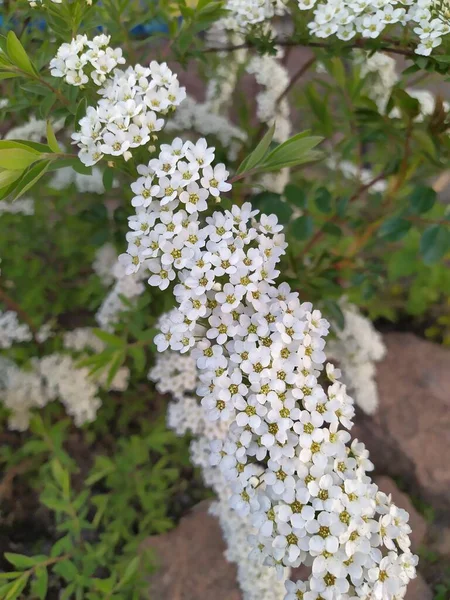 Fehér Virágok Spirea Háttér Zöld Lombozat Díszcserje Kertben — Stock Fotó