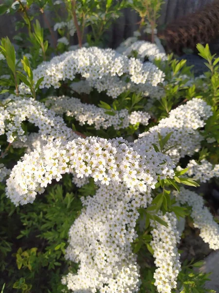 Bílé Květy Spirei Pozadí Zeleného Listí Okrasný Keř Zahradě — Stock fotografie
